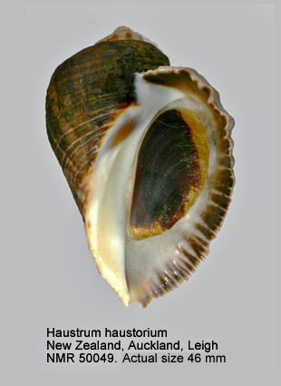 Haustrum haustorium.jpg - Haustrum haustorium(Gmelin,1791)